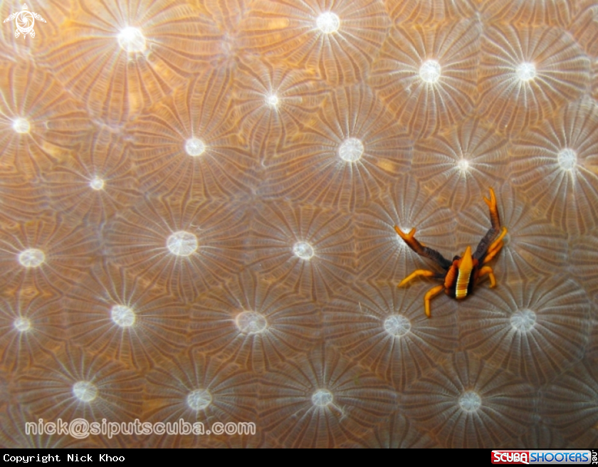 A squat lobster
