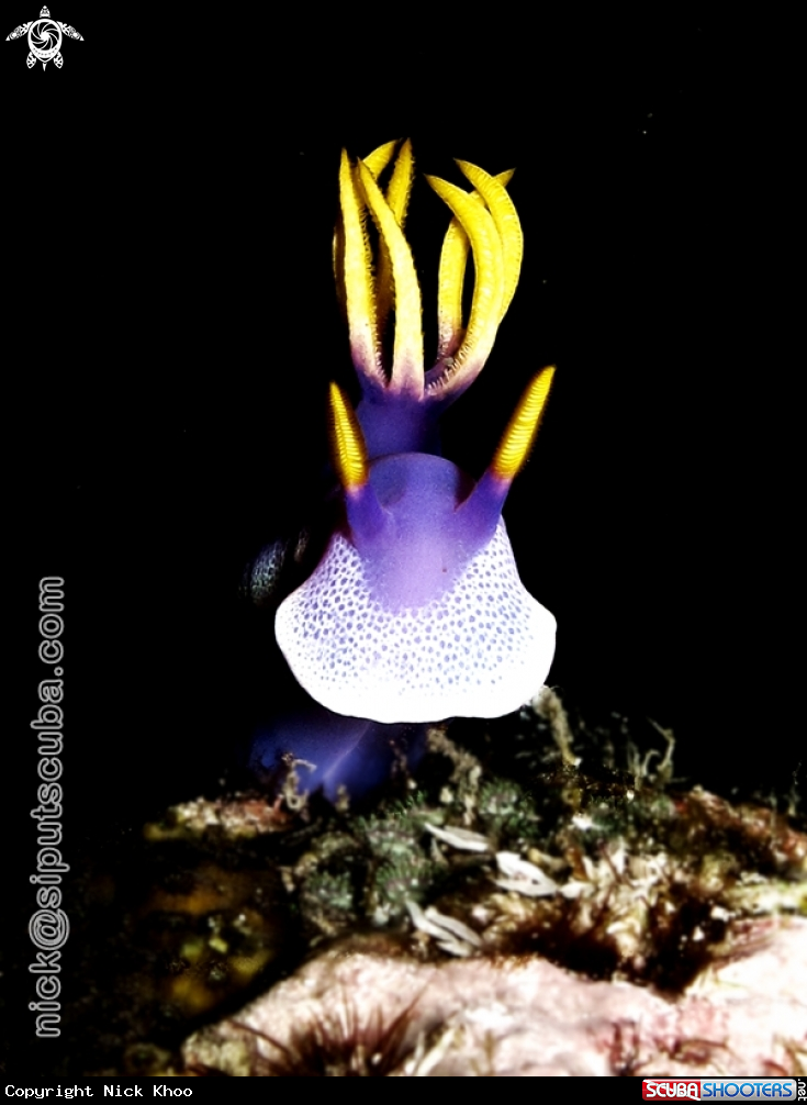 A hypselodoris bullocki