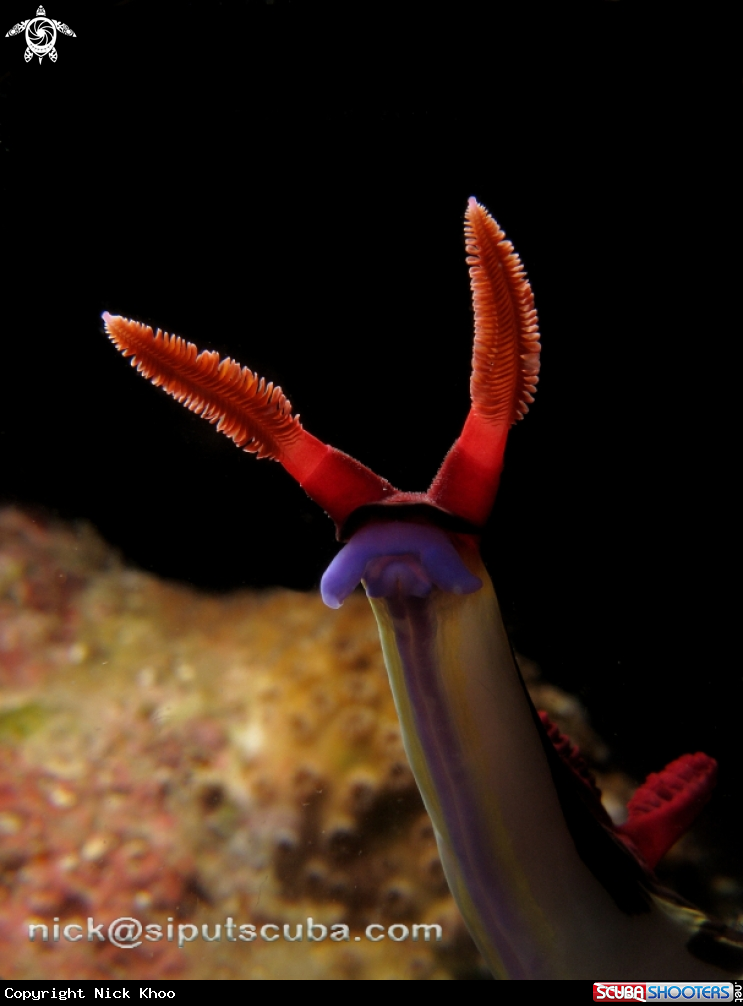 A nudibranch