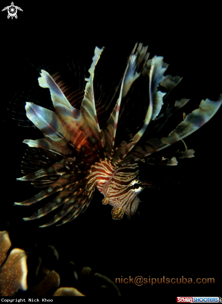 A lionfish