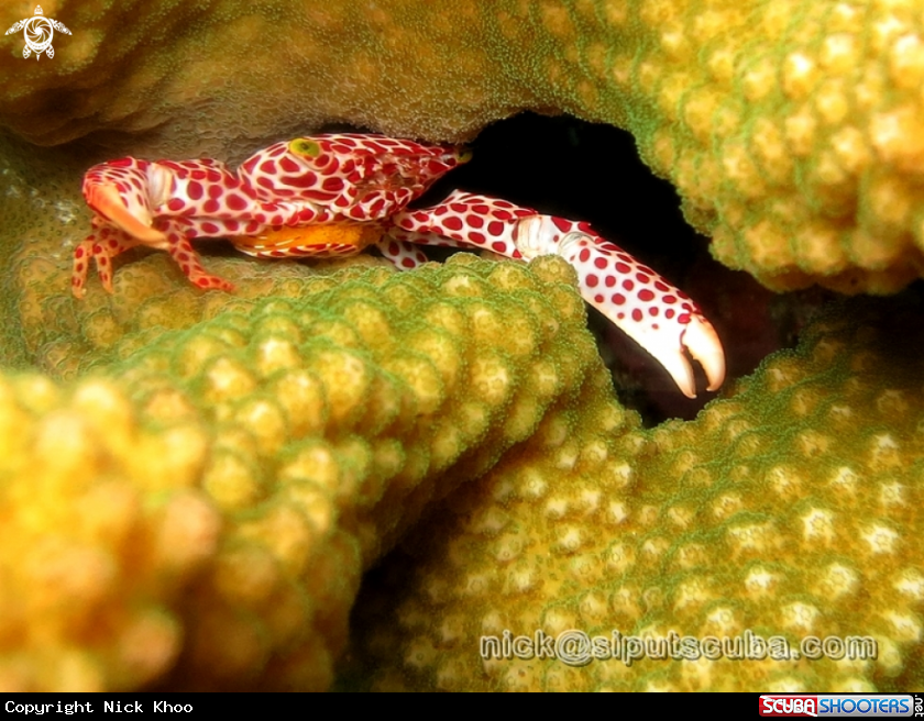 A reef crab