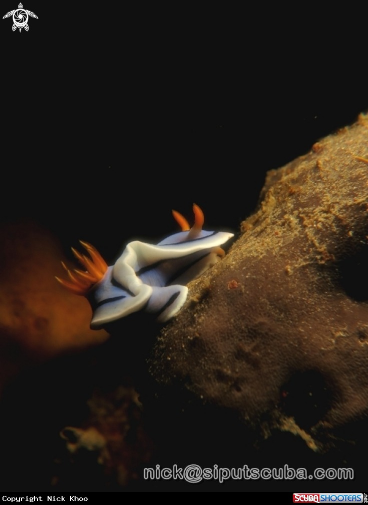 A chromodoris