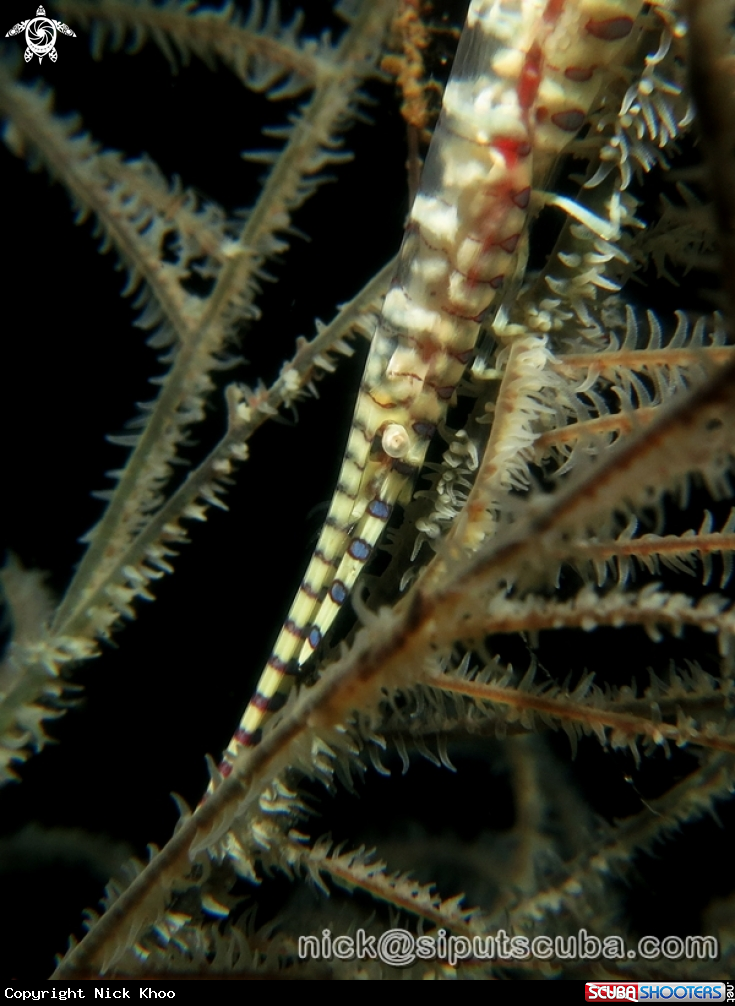 A saw blade shrimp