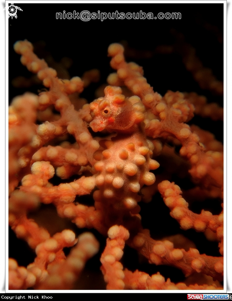 A pygmy seahorse