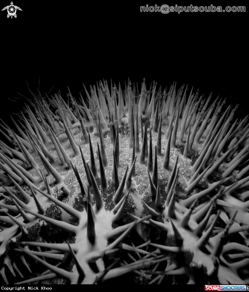A crown of thorns
