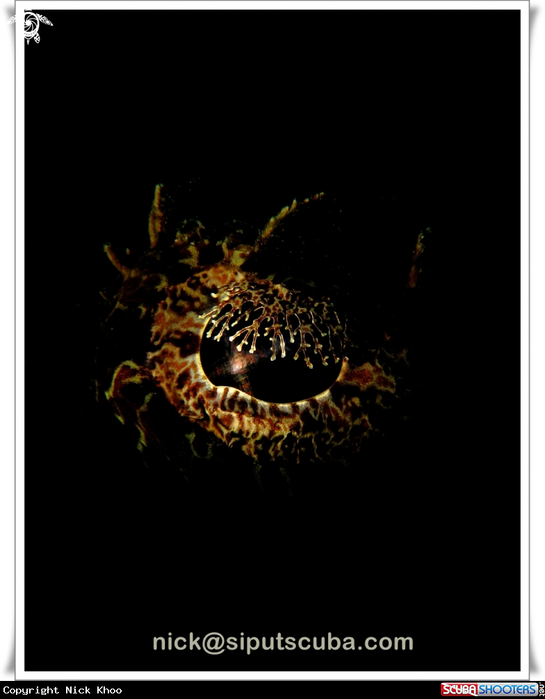 A crocodile fish