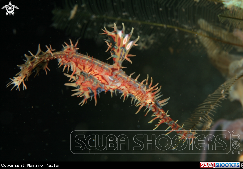 A Harlequin Ghost Pipefish