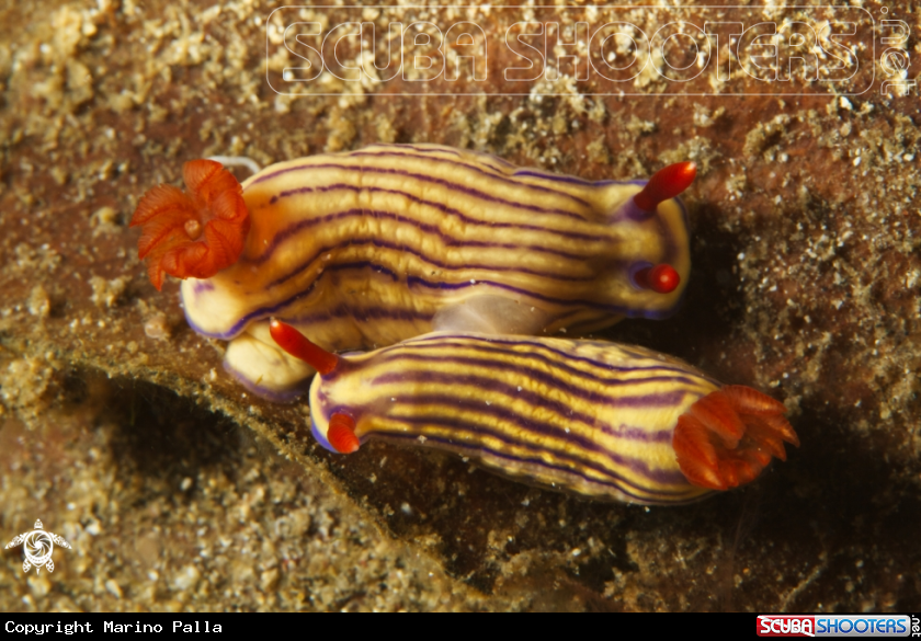 A Nudibranch