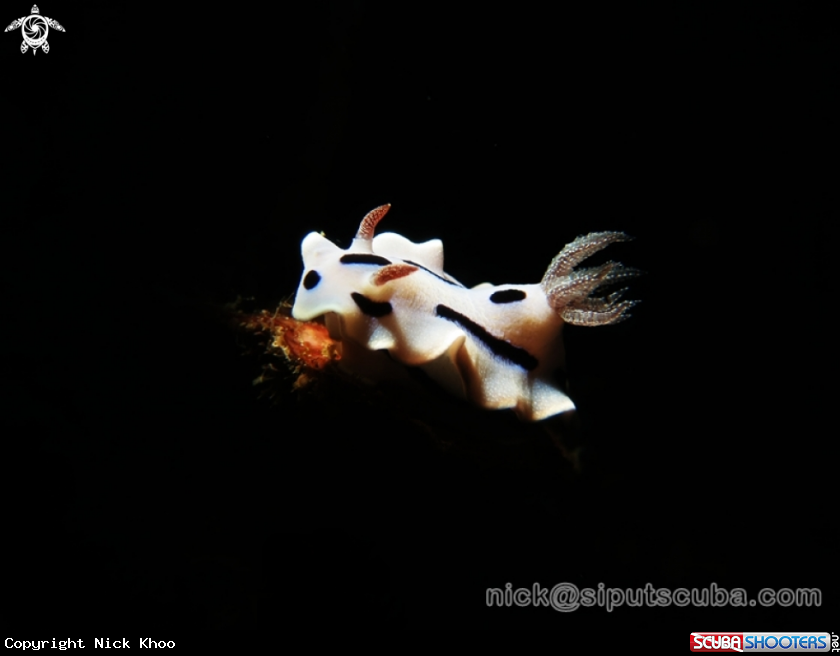 A chromodoris willani