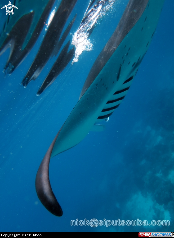 A manta