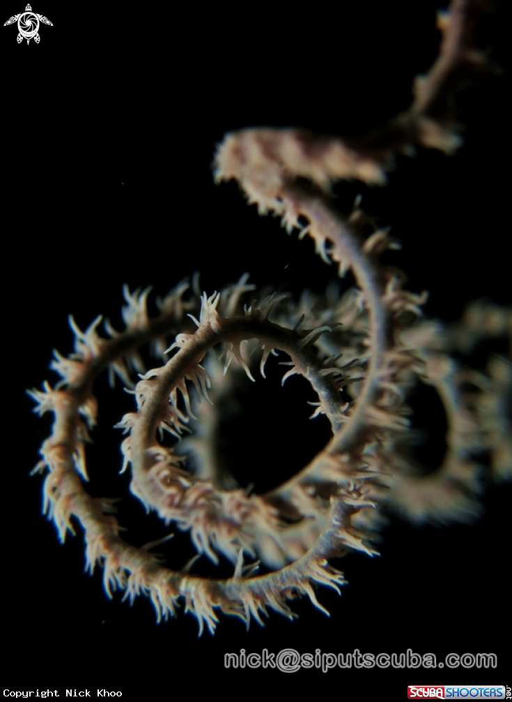 A whip coral