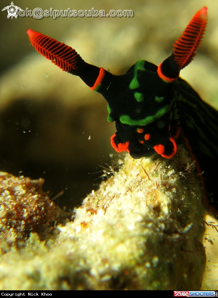 A nembrotha kurbayana