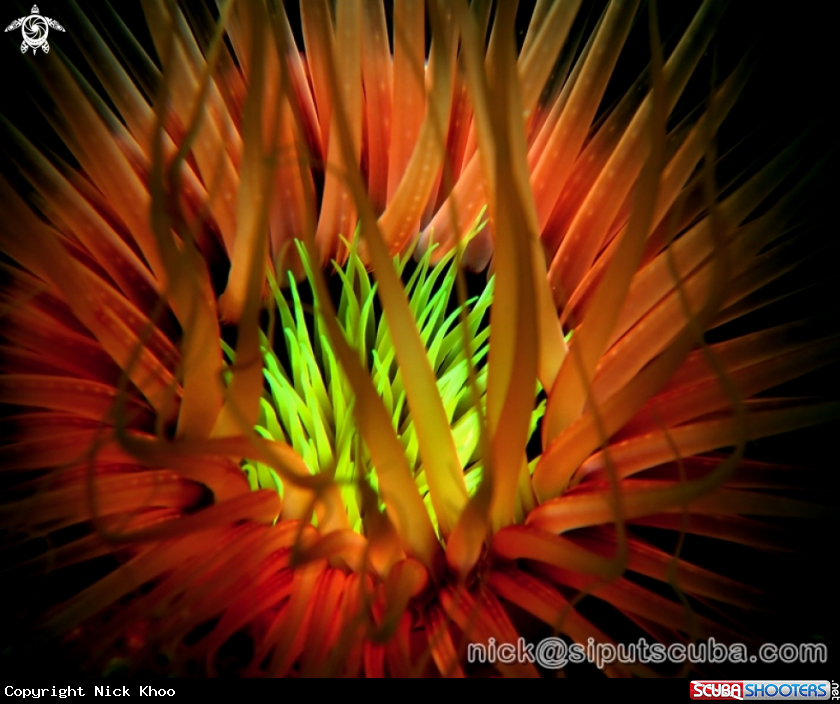 A anemone