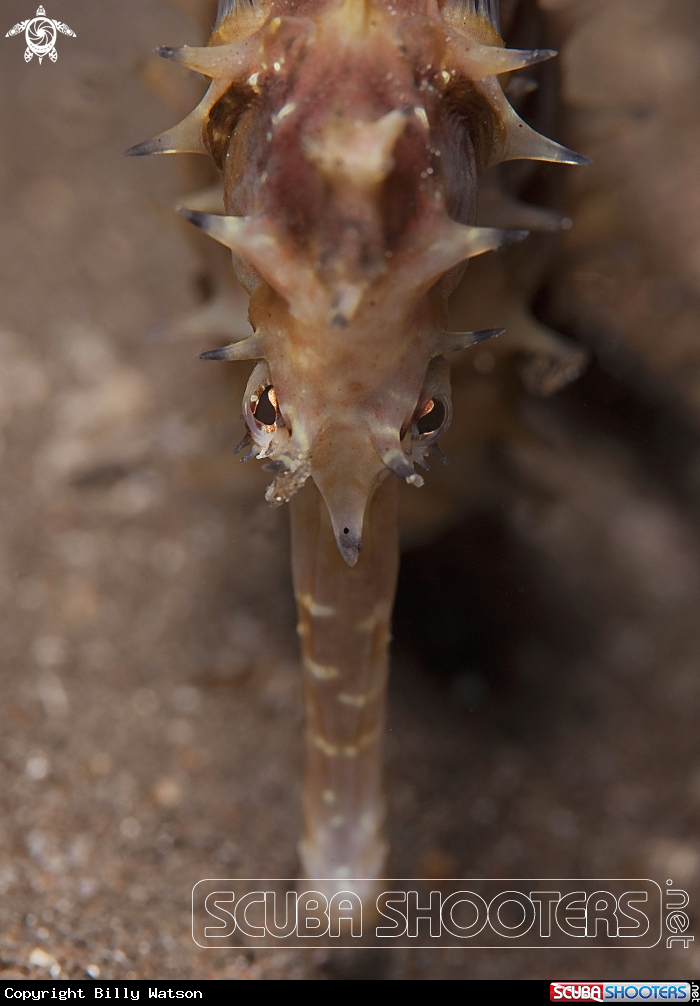 A Thorny Seahorse