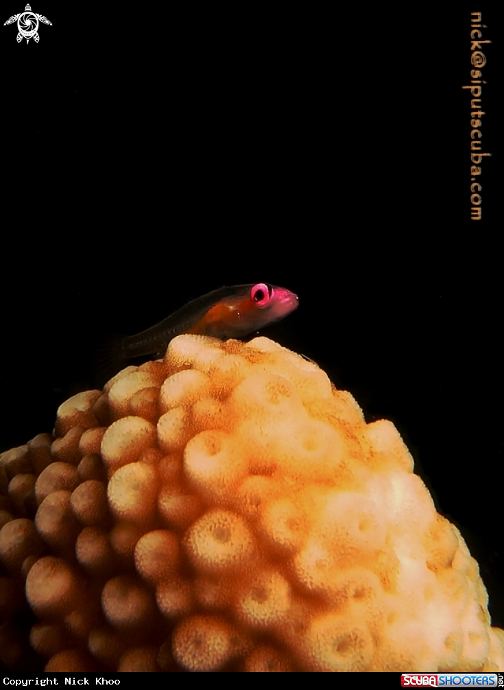 A pink eye goby