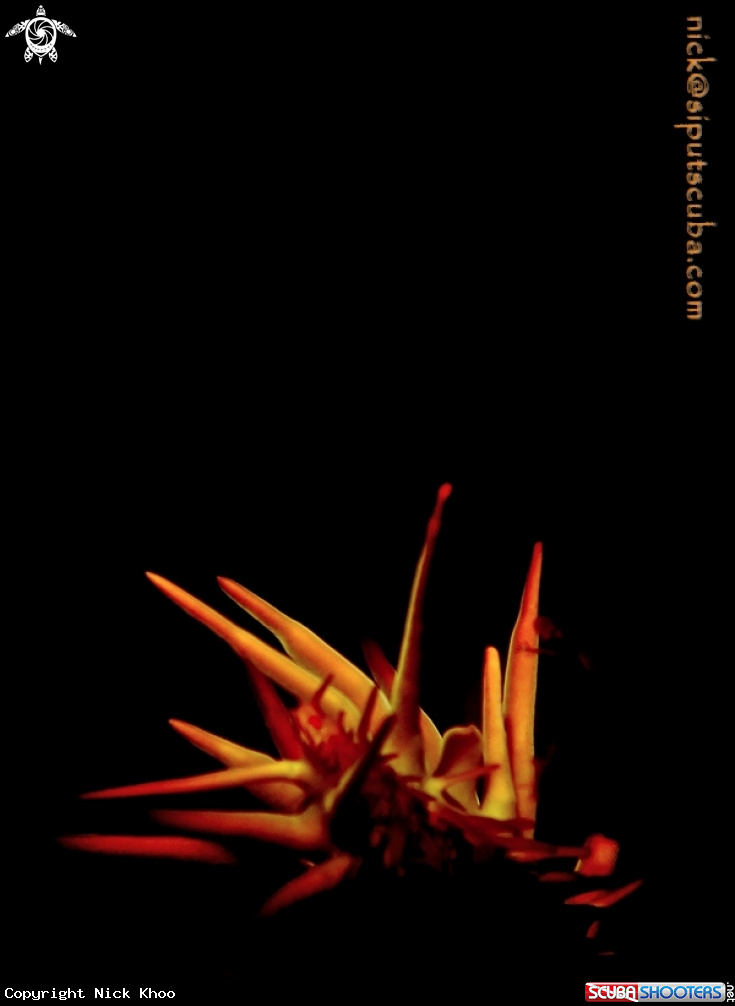 A crown of thorns