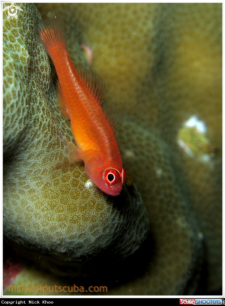 A goby