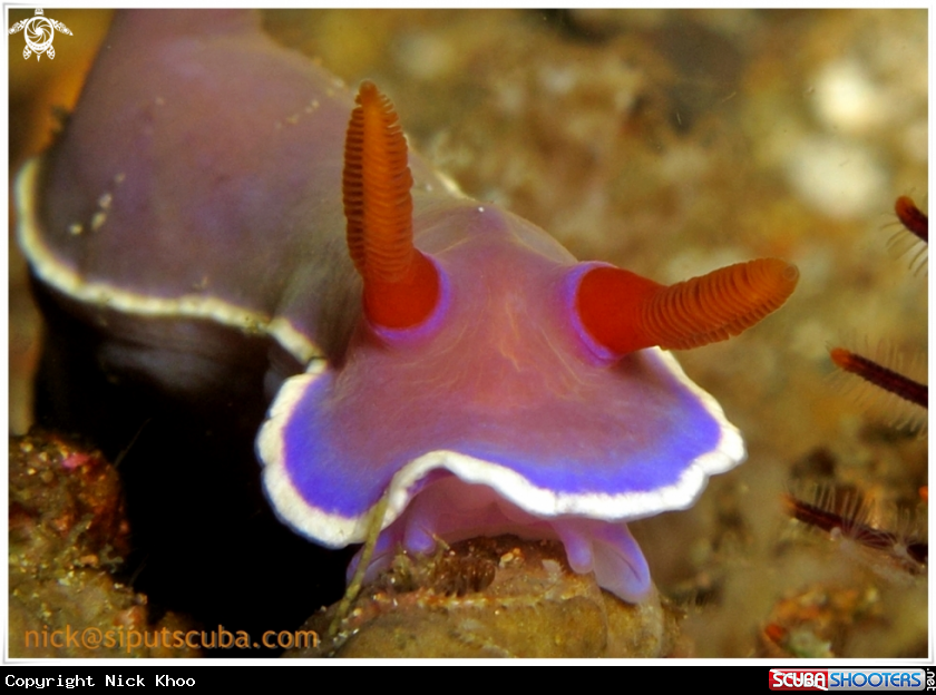 A hypselodoris bullocki