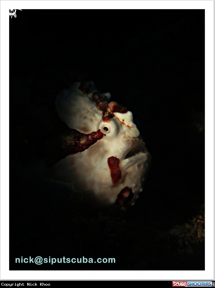 A frogfish