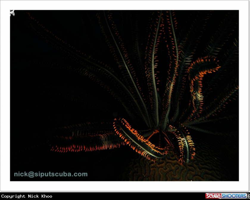A feather star