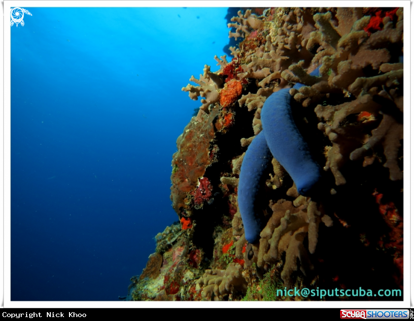 A Starfish