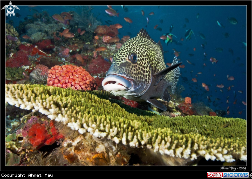 A Sweetlips