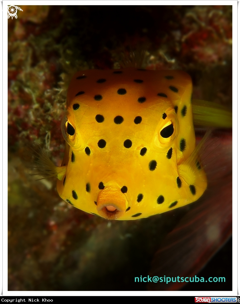 A yellow boxfish