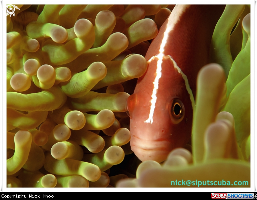 A skunk anemone