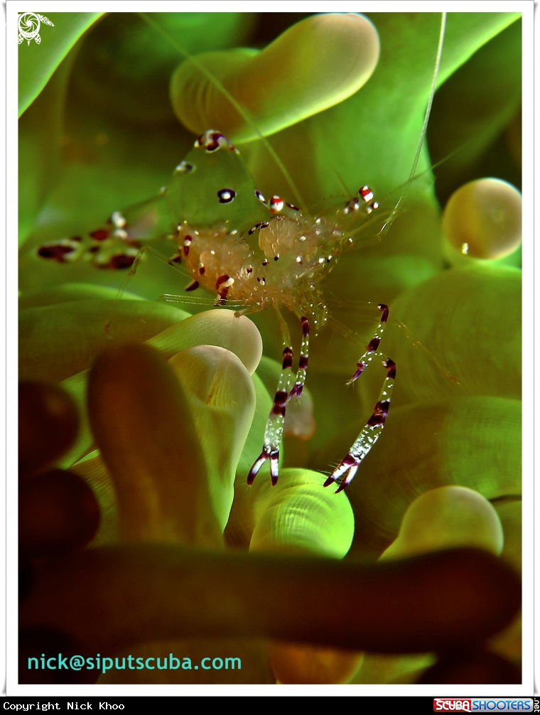A commensal shrimp