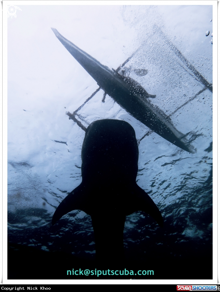 A whale shark