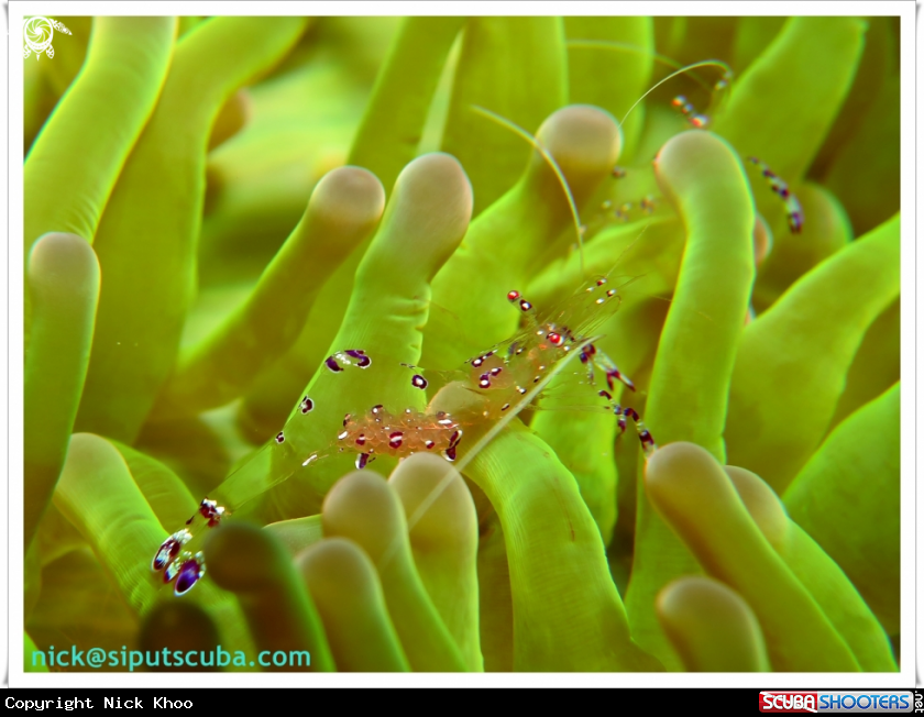 A commensal shrimp