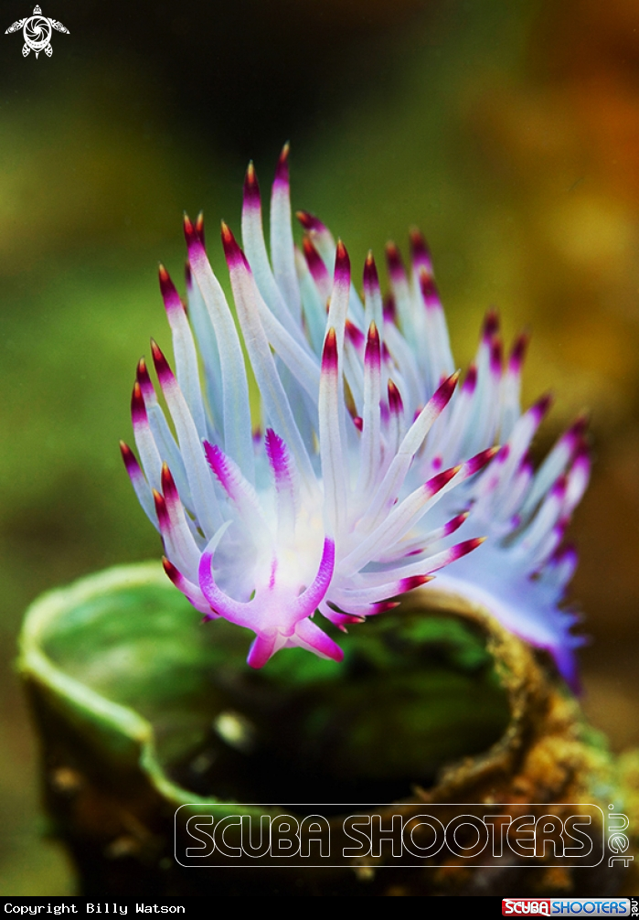 A Rhinopores Flabellina