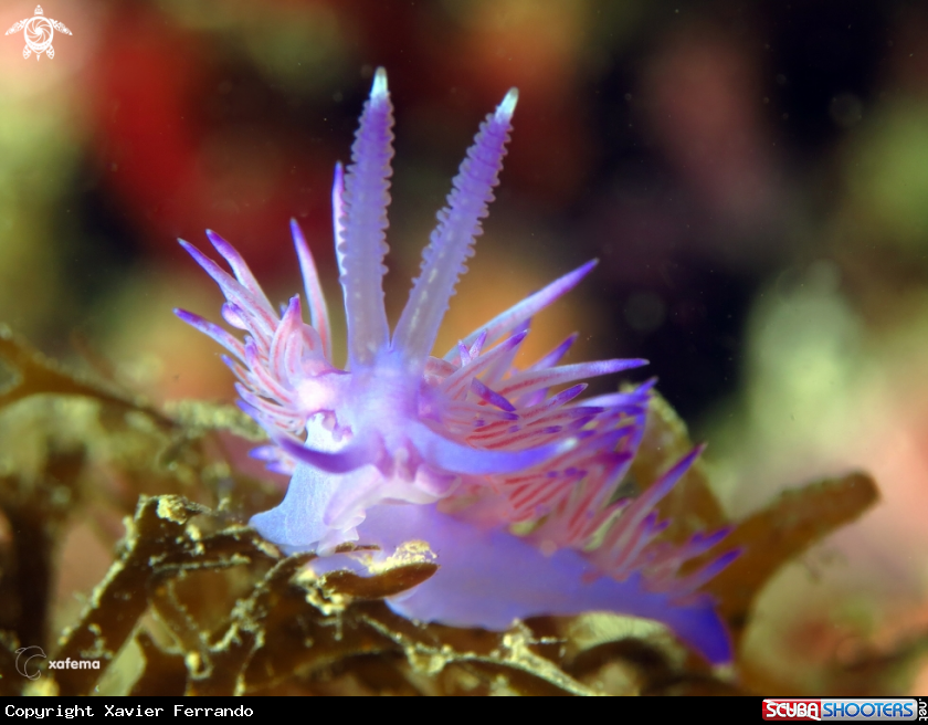 A Flabellina affinis