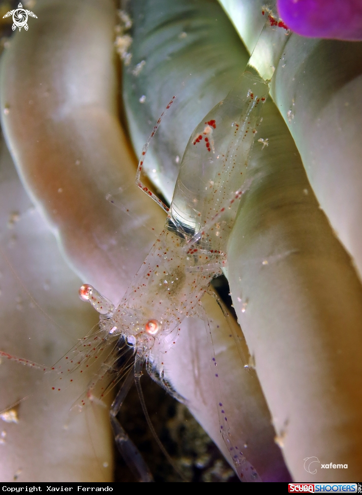 A Periclimenes scriptus