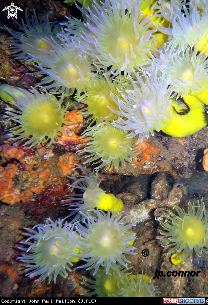 A Corail jaune