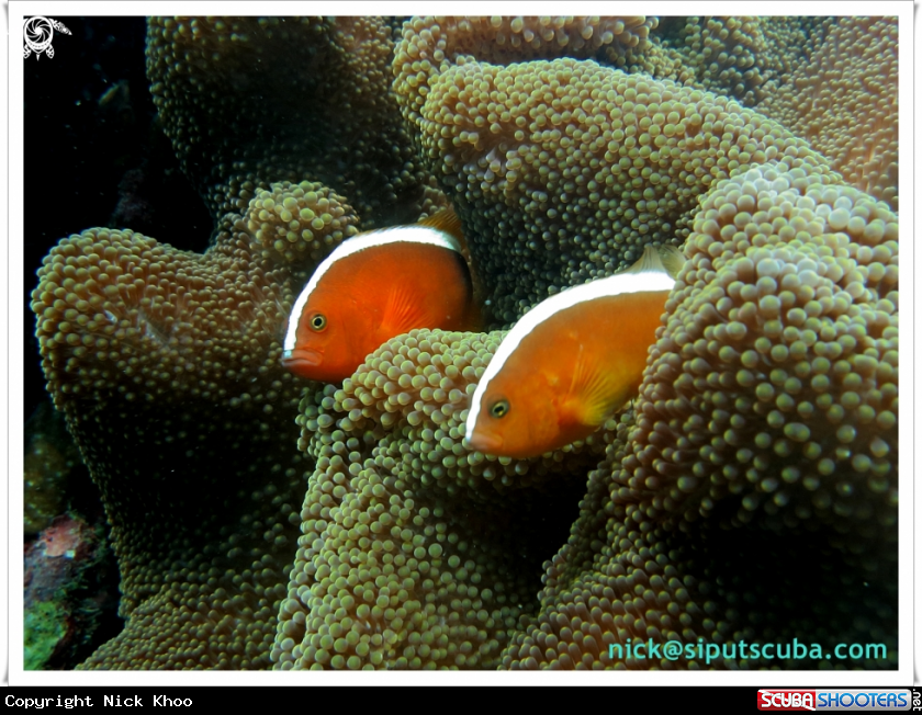 A skunk anemone fish
