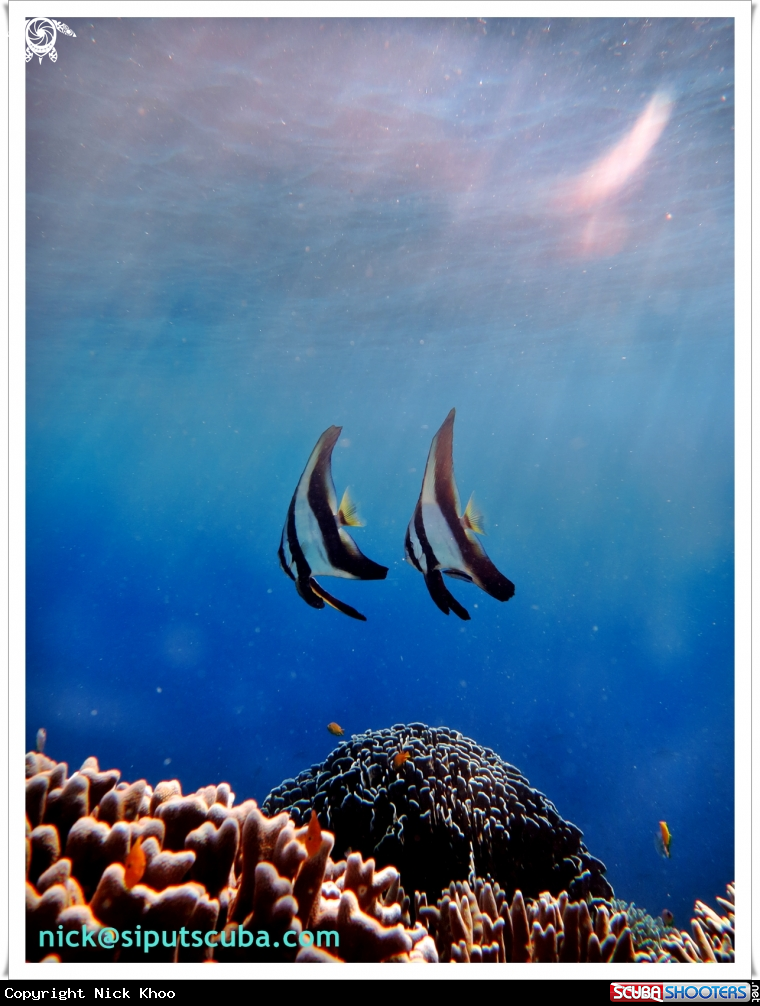 A juvenile batfish