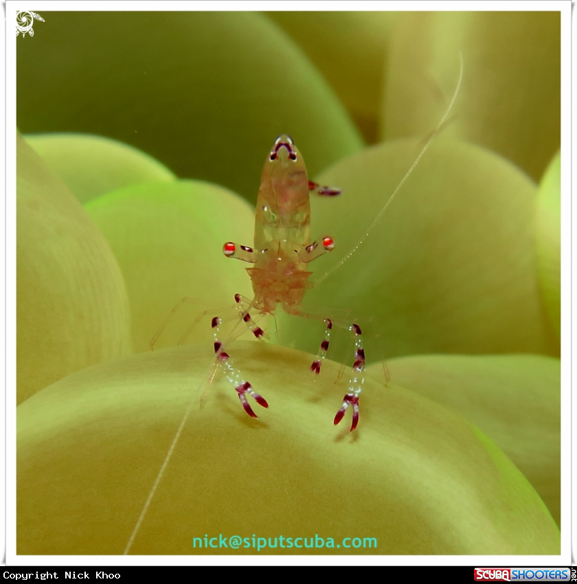 A commensal shrimp
