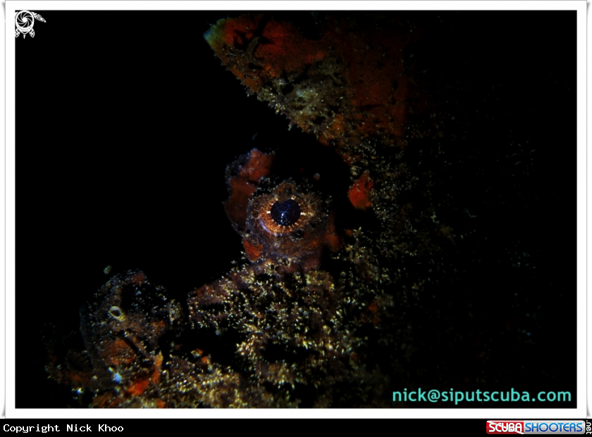 A scorpion fish