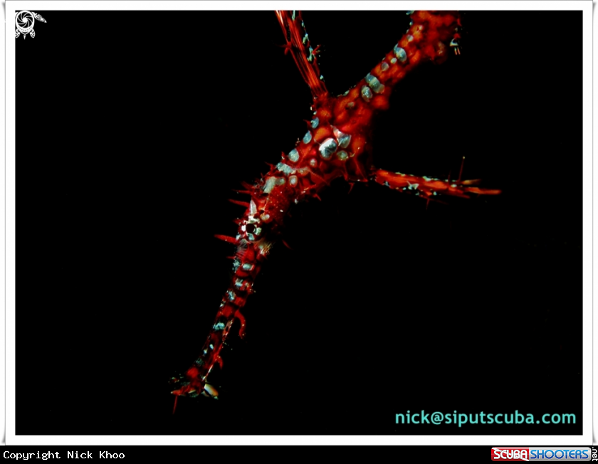 A ornate ghost pipefish