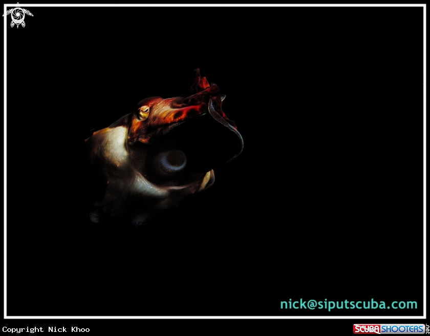A flamboyant cuttlefish