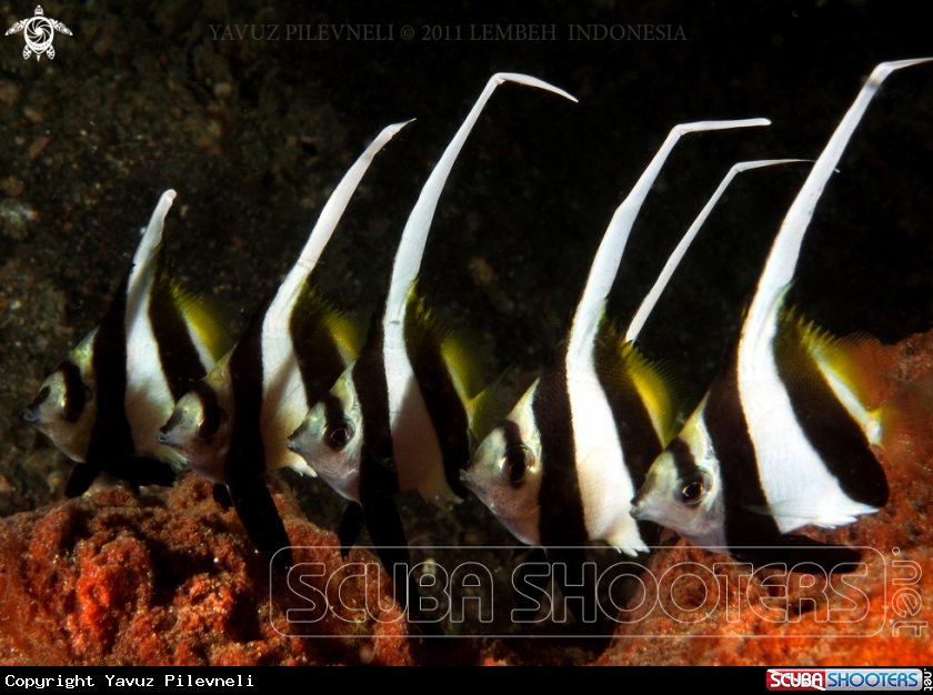 A Long-fin bannerfish (juveniles)