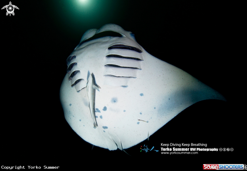 A Manta Ray