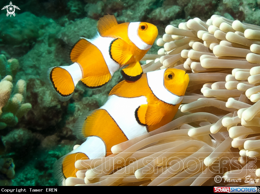 A Clown Anemonefish