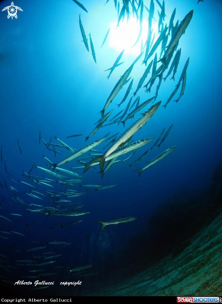 A barracuda