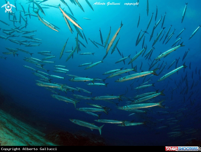 A barracuda
