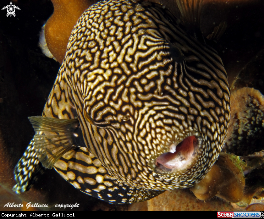 A puffer fish