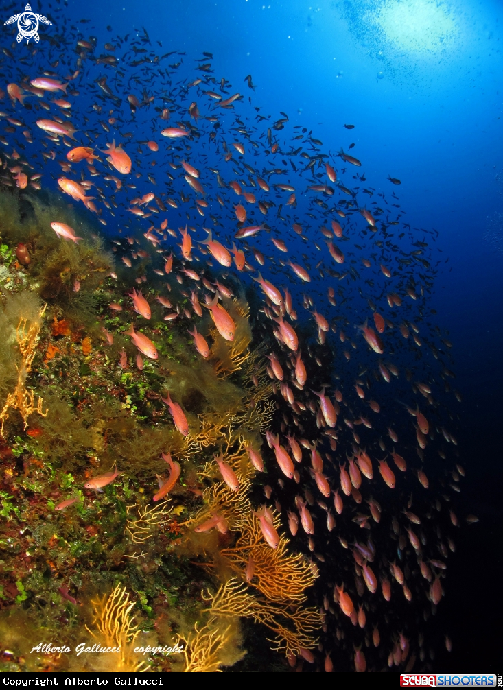 A Anthias