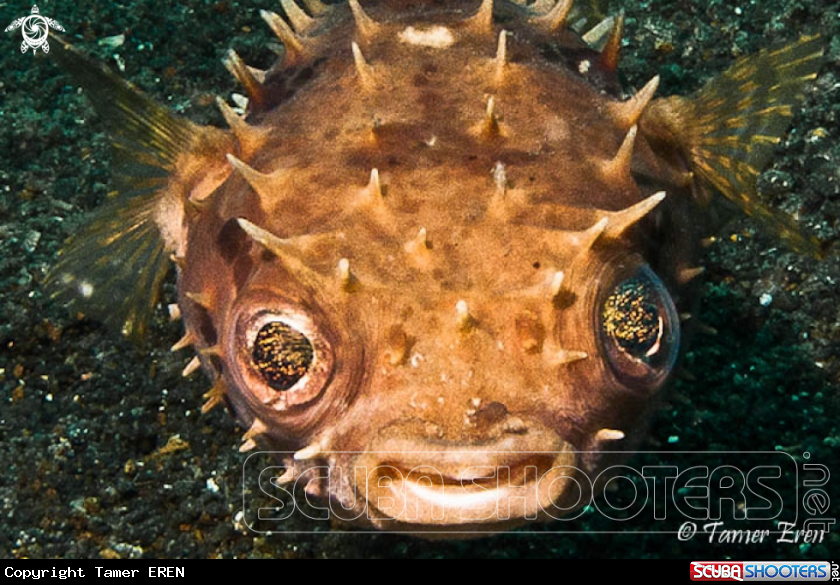 A Yellowspotted Burrfish
