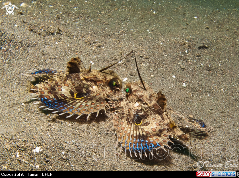 A Juvenile Flying Gurnard